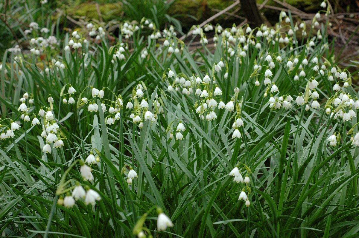 Белоцветник 