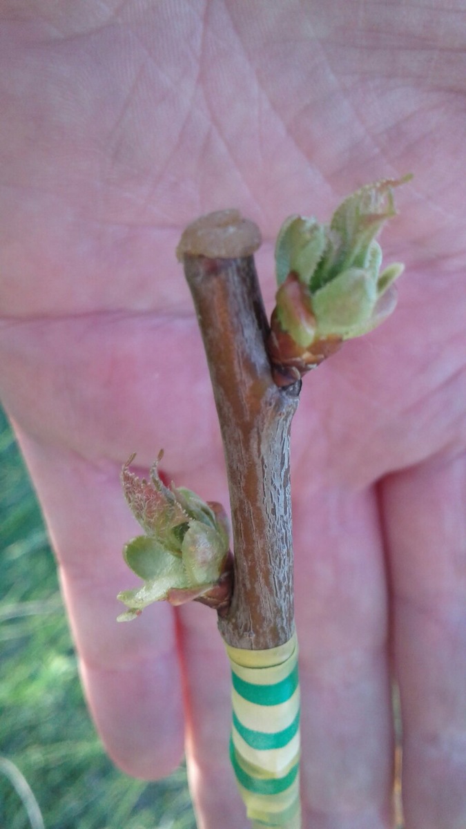 Процесс идет, наблюдаем.