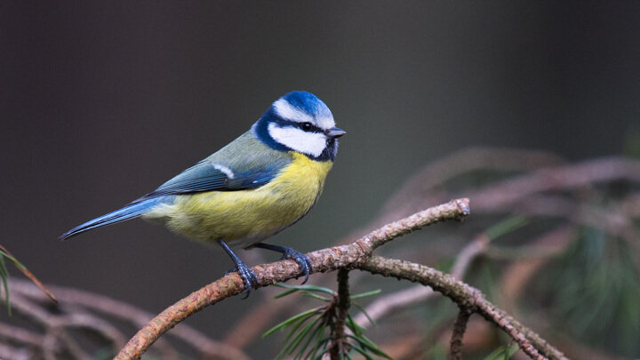 Лазоревка, или синяя синица (Cyanistes caeruleus).