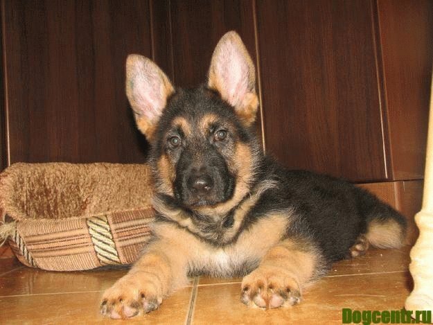Источник фото: https://dogcentr.ru/porody-sobak/nemeckaya-ovcharka-i-shhenki.html