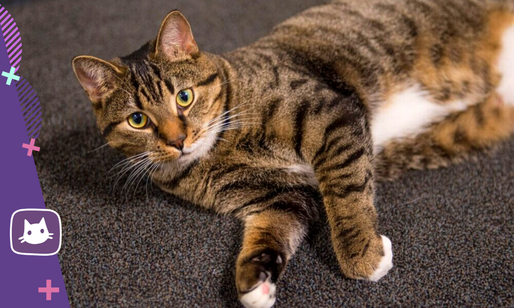 Кошкотерапия: польза и особенности