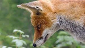 Лисицы не отличаются выносливостью и силой, из-за коротких лап бегают только со скоростью гончей собаки. Но все равно считаются умелыми охотниками, все недостатки компенсируются отличным слухом, обонянием и зрением. Врожденной терпеливостью и хитростью. Лиса может услышать с расстояние в 100 метров что мышь-полевка покинула свою норку, и вместо того чтобы бежать и выдать свое присутствие она осторожно подкрадётся к добыче и уж потом в один прыжок поймает незадачливую мышку. Лисы крайне неприхотливы в еде в голодные времена не брезгуют даже падалью и червяками, однако чаще всего предпочитают грызунов и мелких зверьков, а любимым лакомством остаются пернатые поэтому лисицы часто обустраивают норку неподалеку от людских поселений и выманивают глупых кур по ночам особым криком. Если не закрыть курятник то слепые в темноте куры как загипнотизированные пойдут на зов прямо в лапы хищницы, также лисицы мастера по части запутывания следов от погони, а их норы обязательно имеют несколько тщательно замаскированных выходов на различном расстоянии друг от друга и ведут в разные стороны. Для благоустройства норы они по возможности используют расщелины в скалах или корни больших деревьев, а иногда занимают уже готовое жилье кролика или барсука. Лисицы чаще всего создают пары только на период выведения потомства, исключение составляют только исчезающий вид корсак, и серая лисица. Представители этих видов остаются со своими парами навсегда, самцы остальных видов каждый год сражаются с конкурентами за внимание лисицы которая всегда выбирает самого сильного и  хитрого.