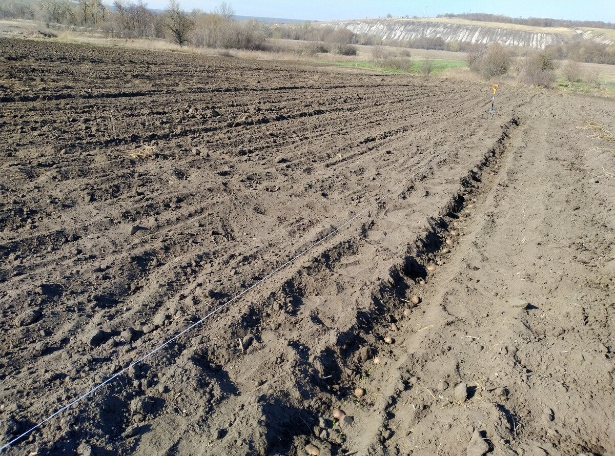 Картошка. Самое начало. Всего второй рядок. И кучки травы на меже еще маленькие