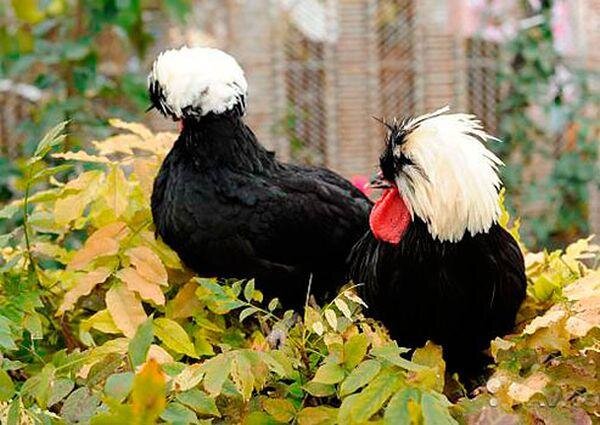 Голландские белохохлые курочки, фото из открытых источников.