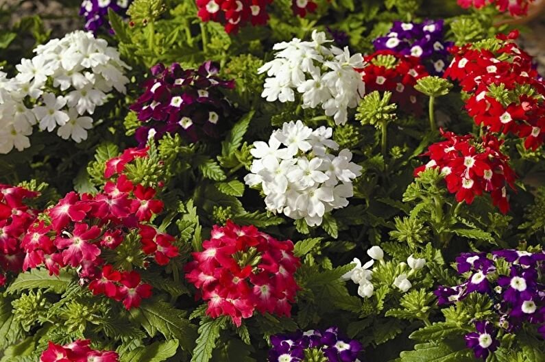 Источник фото: https://trizio.ru/verbena-85-foto-799