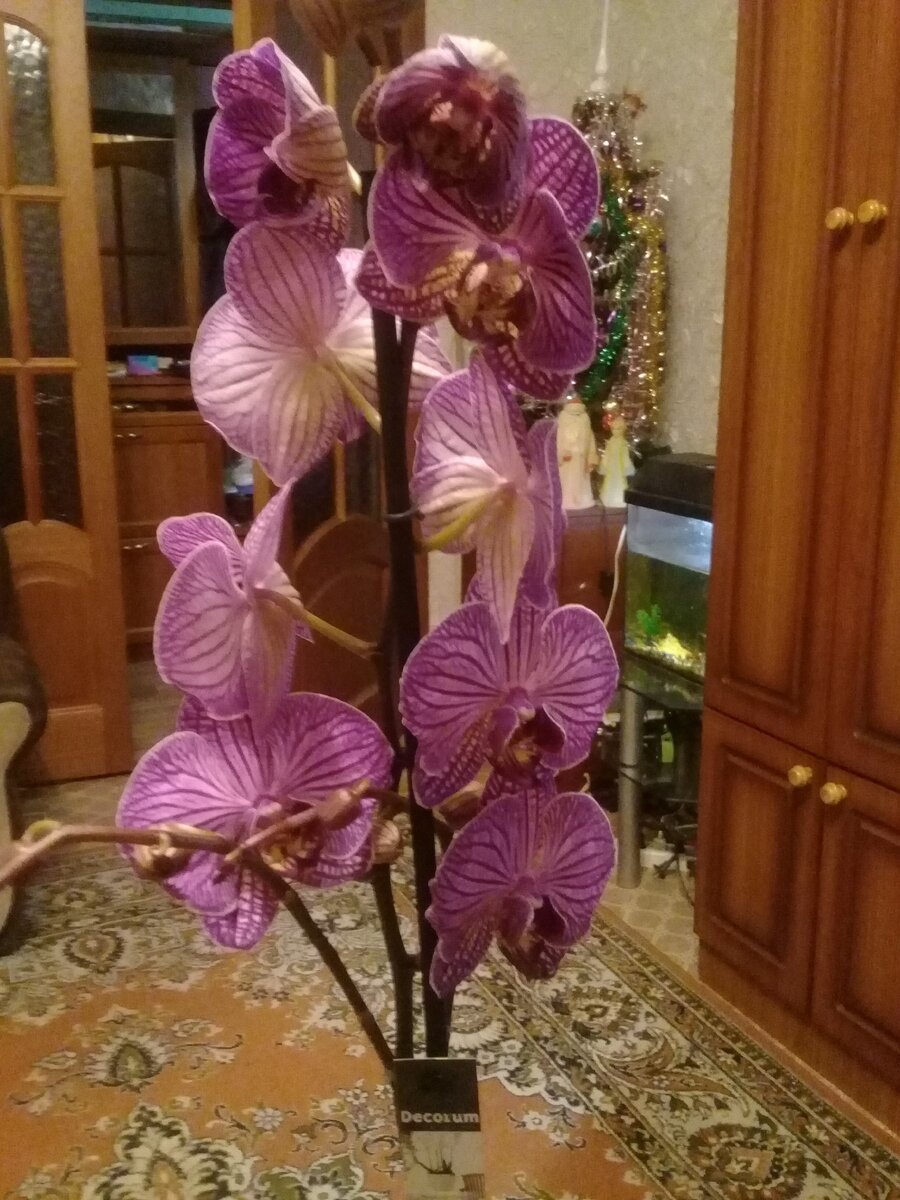 Вот эта прекрасная орхидея. 