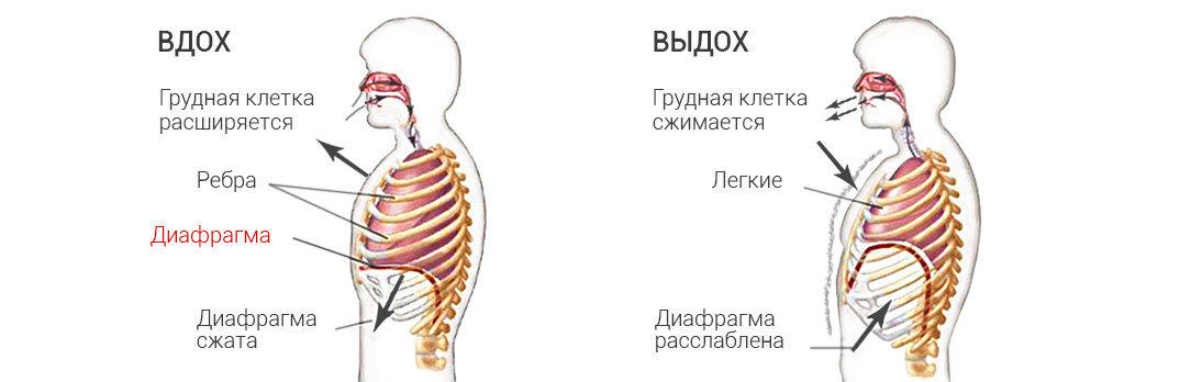 Рисунок что происходит с грудной клеткой во время вдоха и выдоха