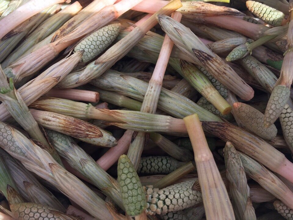 Пестики....до превращения в хвощ полевой.