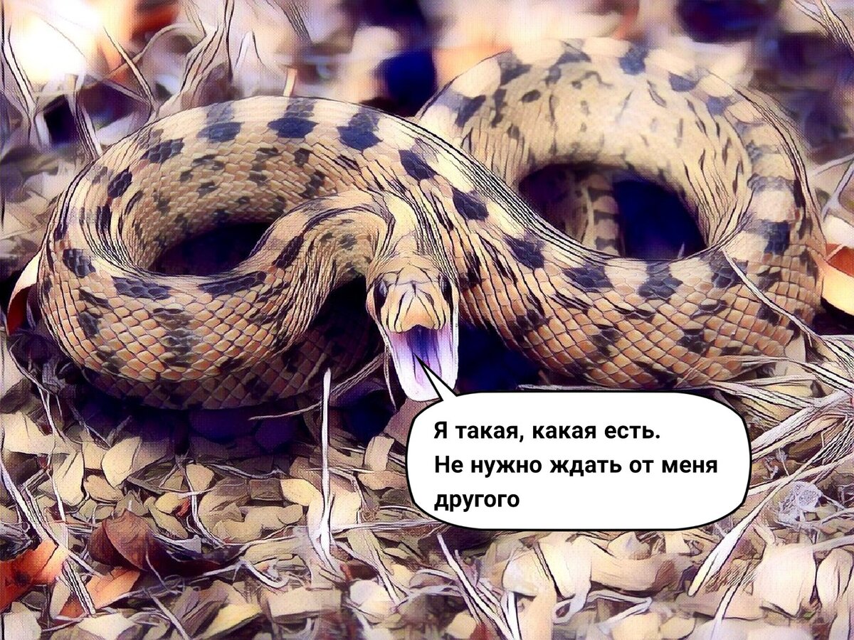 Только она тебя когда нибудь укусит. Если вас укусила злая собака завтра. После чёрной полосы всегда наступает белая. Только она тебя когда нибудь укусит. Лев и львица черно белое.