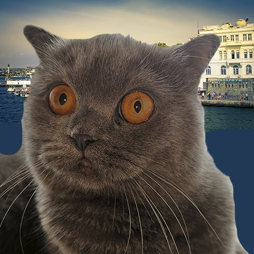 кошка автора