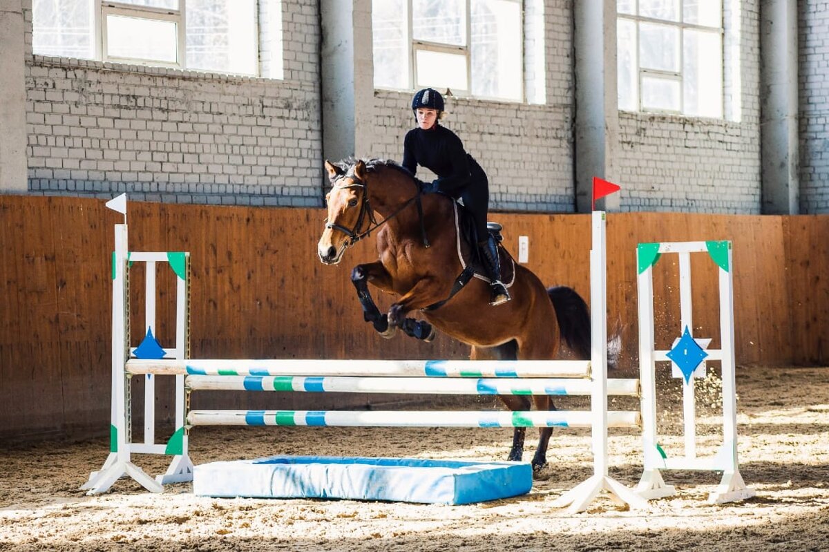 Для спортсмена лошадь – это партнёр. Фотографии конного двора «Вязки»