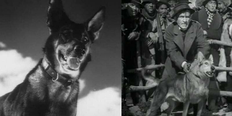 Фильм 1946 года "БЕЛЫЙ КЛЫК", герой войны и киногерой ДЖУЛЬБАРС. Картинка свободного доступа. 