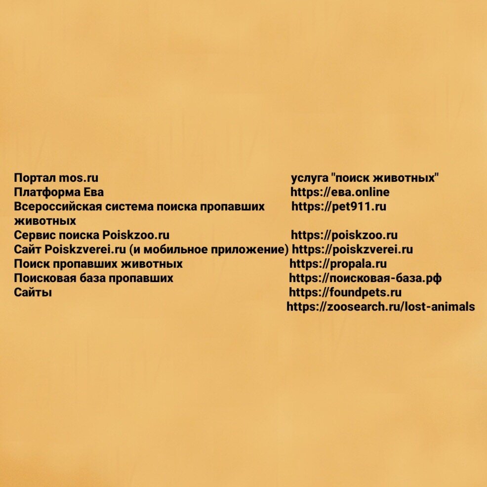 Я тебя найду: Каким должно быть объявление о пропаже питомца, чтобы вы  встретились, как можно скорее и где его размещать! | «Собаки, которые  любят» Фонд помощи бездомным животным | Дзен
