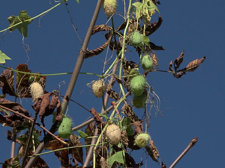 Эхиноцтстис с плодами. Московская обл. Фото Виталий Гуменюк