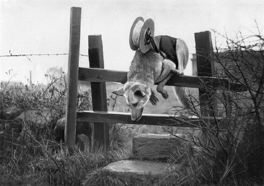 Например, собаки-связисты доставили 200 000 боевых донесений, протянули 7883 километра проводов.