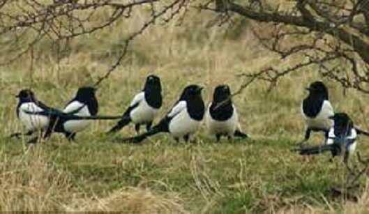 Изображение взято на бесплатном источнике Pixabay.com