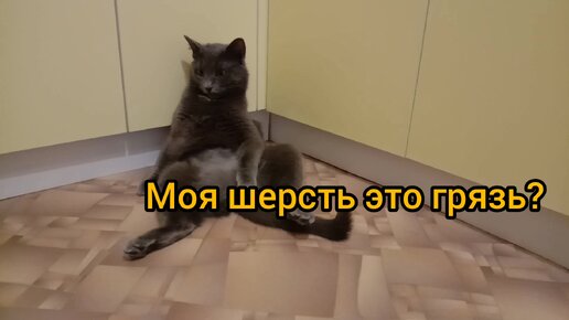 Когда обиделась на кошек и ушла от них