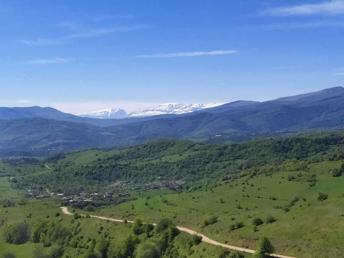 Фото Зайца путешественника. 