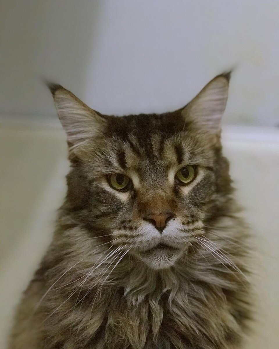 На фото новый гость — мейн-кун Феликс, 6 лет