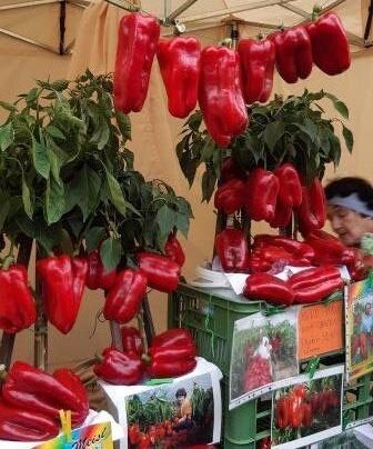 Сорт сладкого перца “Мейзе”.
