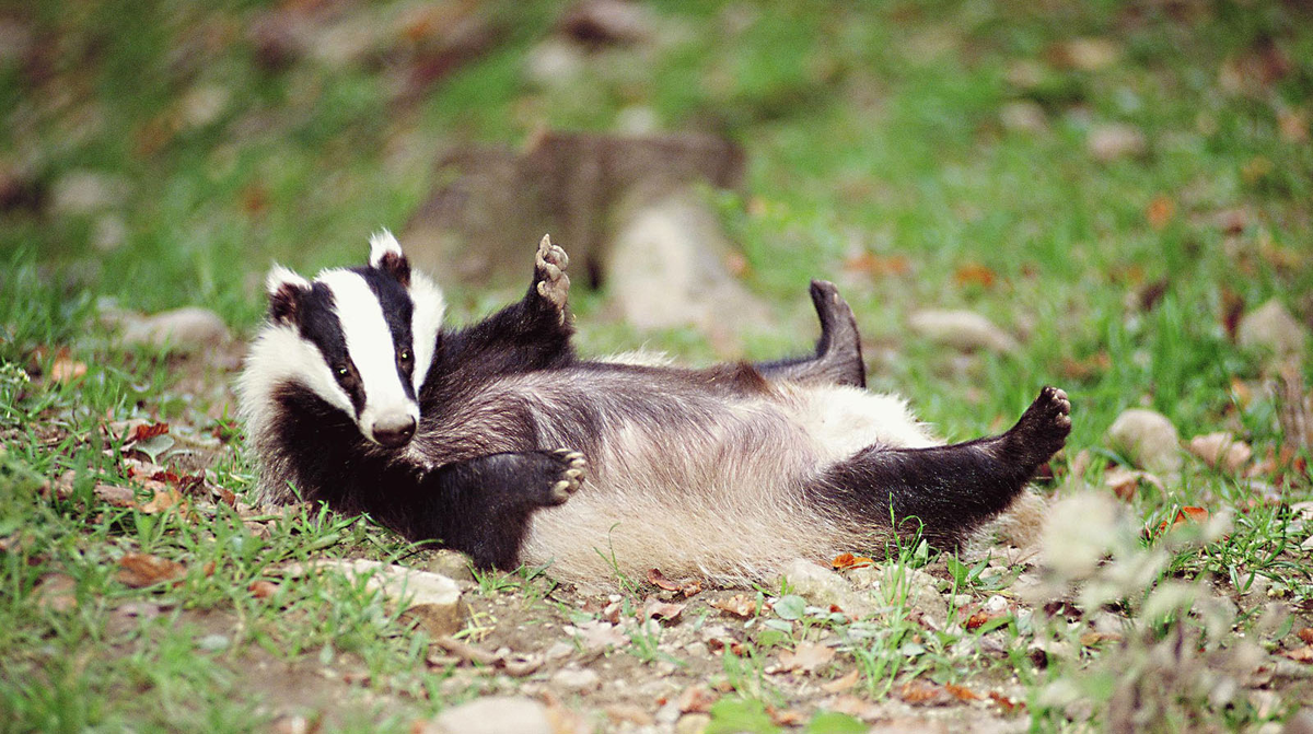 Барсук — это утешительная версия панды для Европы! Не пытайтесь переубедить меня! 