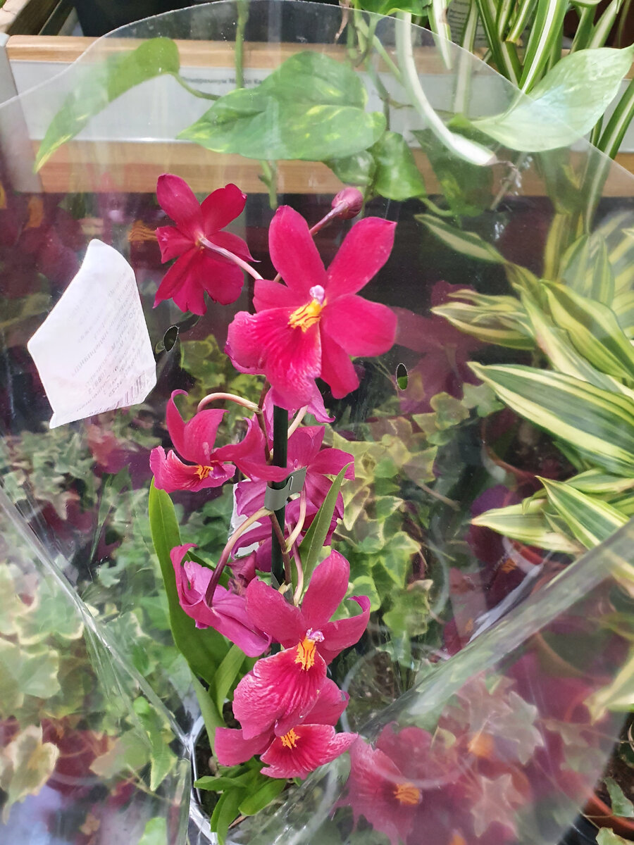 Завядшие бутоны у растения