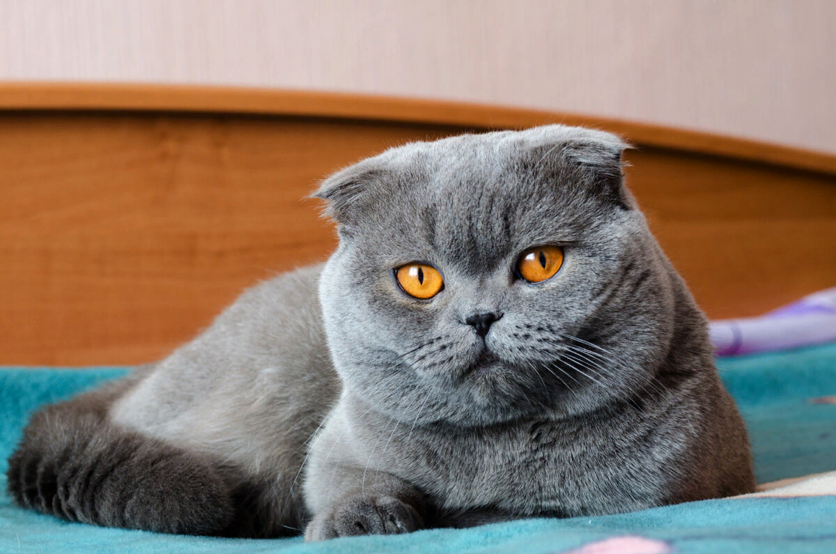 Фото британского вислоухого кота — описание породы (официально не признана) — биржевые-записки.рф