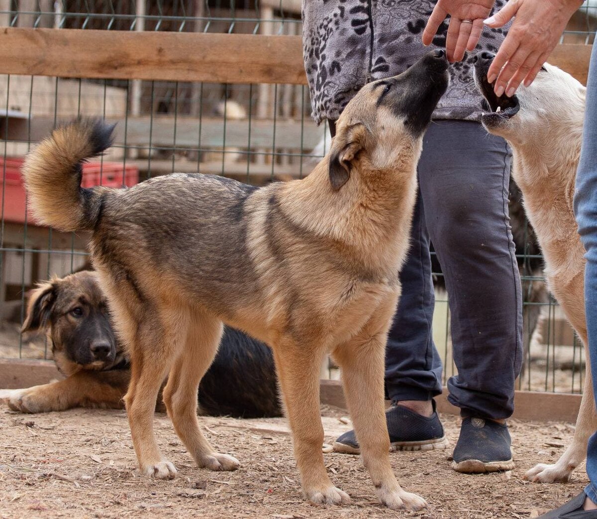Лаки с Мишкой и Умкой. Живет в приюте с 2021 года