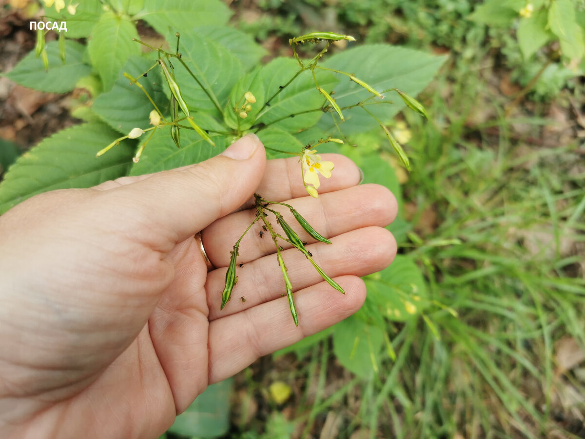 Стручки недотроги. Думаю, они имеют другое, более правильное название. Но мы называли их стручками.