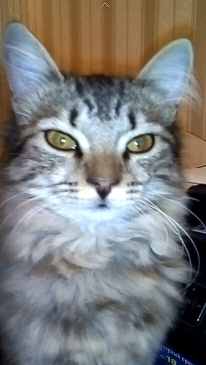 Такая вот весьма симпатичная внешность