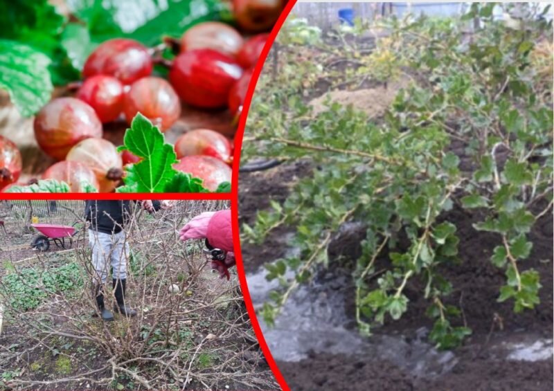 Уход за крыжовником осенью.