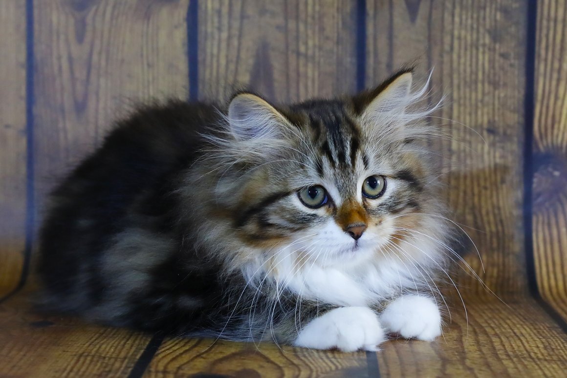 Увы, но архивные фотографии Арамиса (полное имя кота) погибли много лет назад. Я подобрал максимально похожие фото из открытых источников.