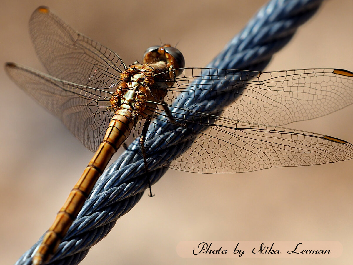 Фото автора