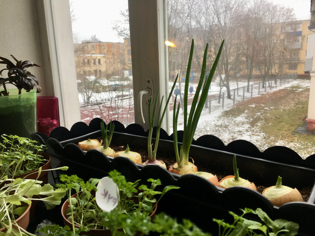 С большим  удовольствием я перенесла кусочек лета с дачи к себе домой и создала мини огородик на окне.