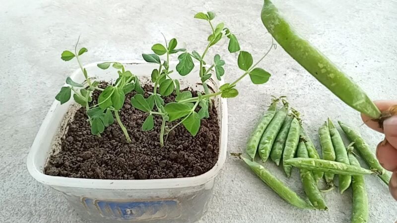 Полезные советы:🌱 как вырастить горох в домашних условиях