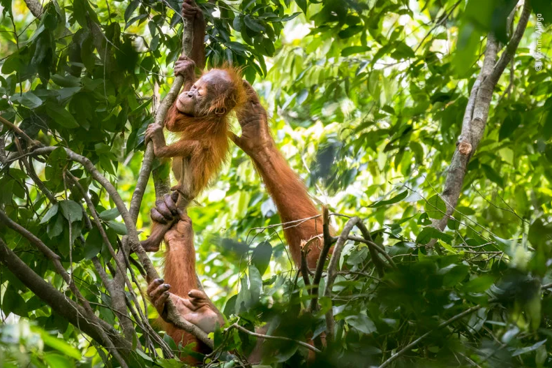 Фото: Maxime Aliaga, nhm.ac.uk