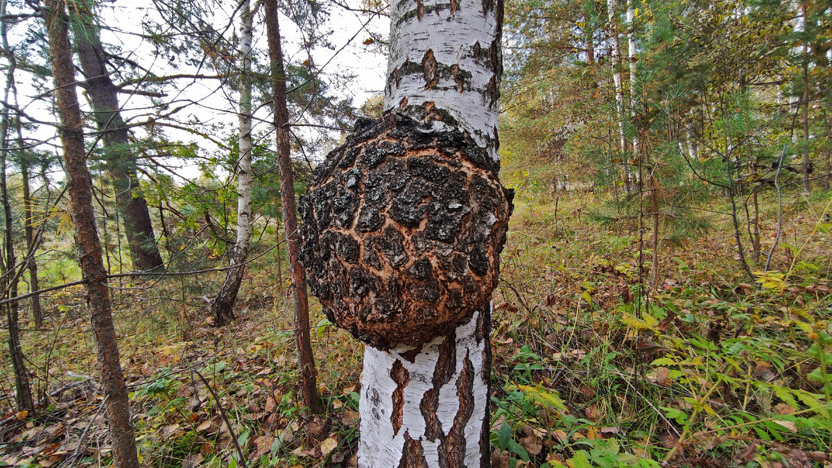 Самый красивый сувель, который я встречал. Имеет почти идеальную шарообразную форму. Фото автора.