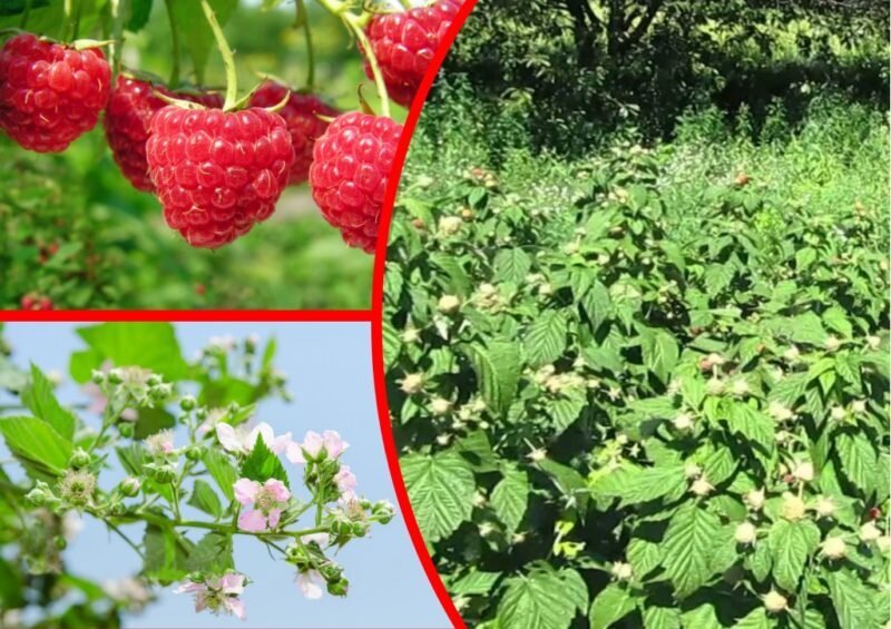 Сорт малины Пингвин