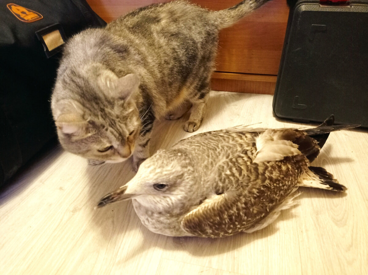 Бутява и птицель. Пятьдесят оттенков серого :)