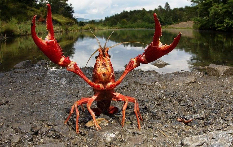 Страшный краб. Смешной лобстер. Прикольный краб.