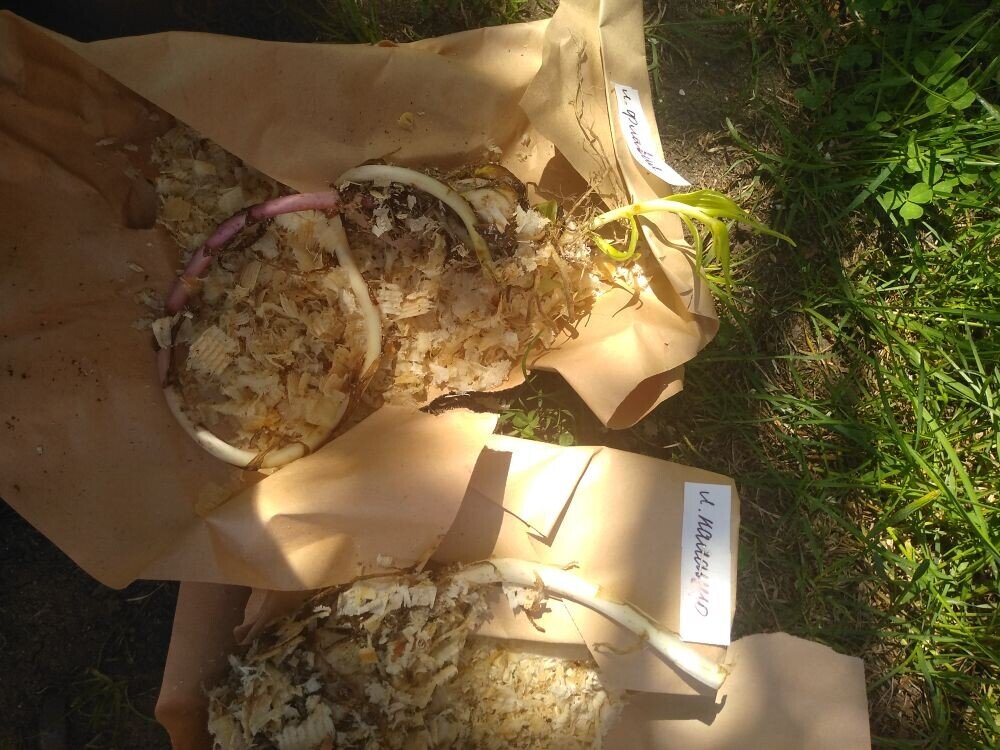 Вот такие лилии пришли ко мне из первой фирмы. Обе, что на фото, погибли. Остальные выжили, но не соответствуют сорту.