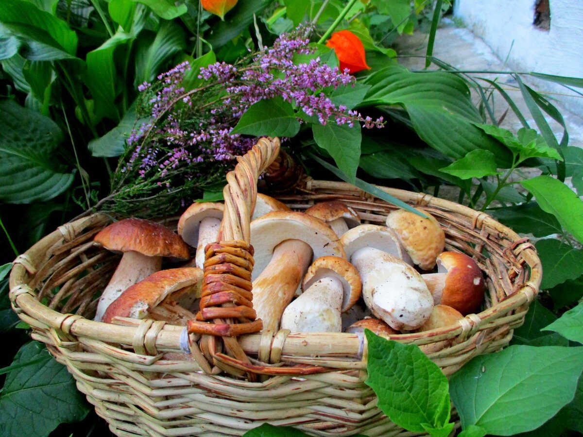 Надежда августиновна надеждина книги. Ярмарка грибное лукошко. Корзина для грибов. Полное лукошко. Лесное лукошко.