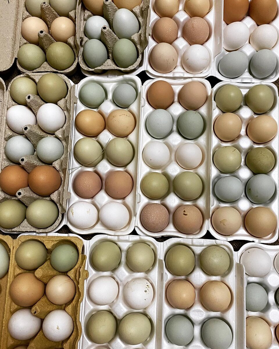 Расскажу про наших кур, они обычно яйценоскость снижается ближе к холодному времени года, яиц становится гораздо меньше, чем летом.