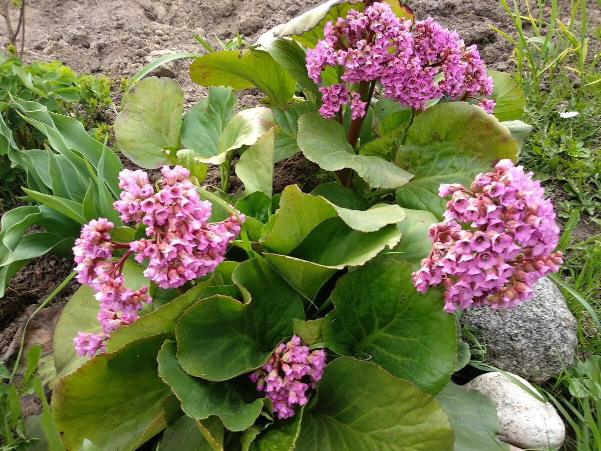 Бадан. Фото автора