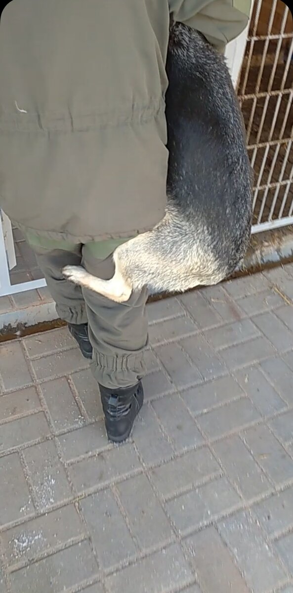 Для того, чтобы спасти жизнь своей любимице, женщина обратилась к нам с просьбой забрать Молнию в ряды наших подопечных. Я не смогла отказать.