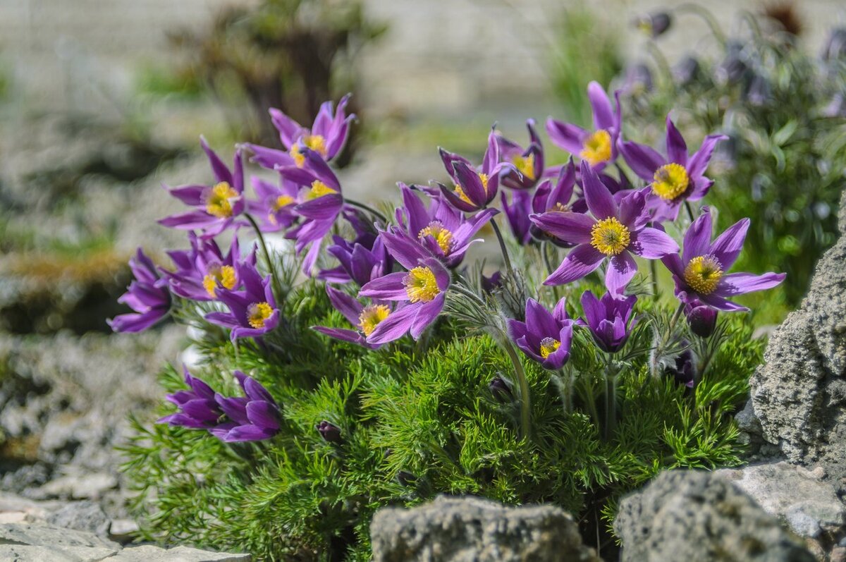 Прострел обыкновенный Violet Bells