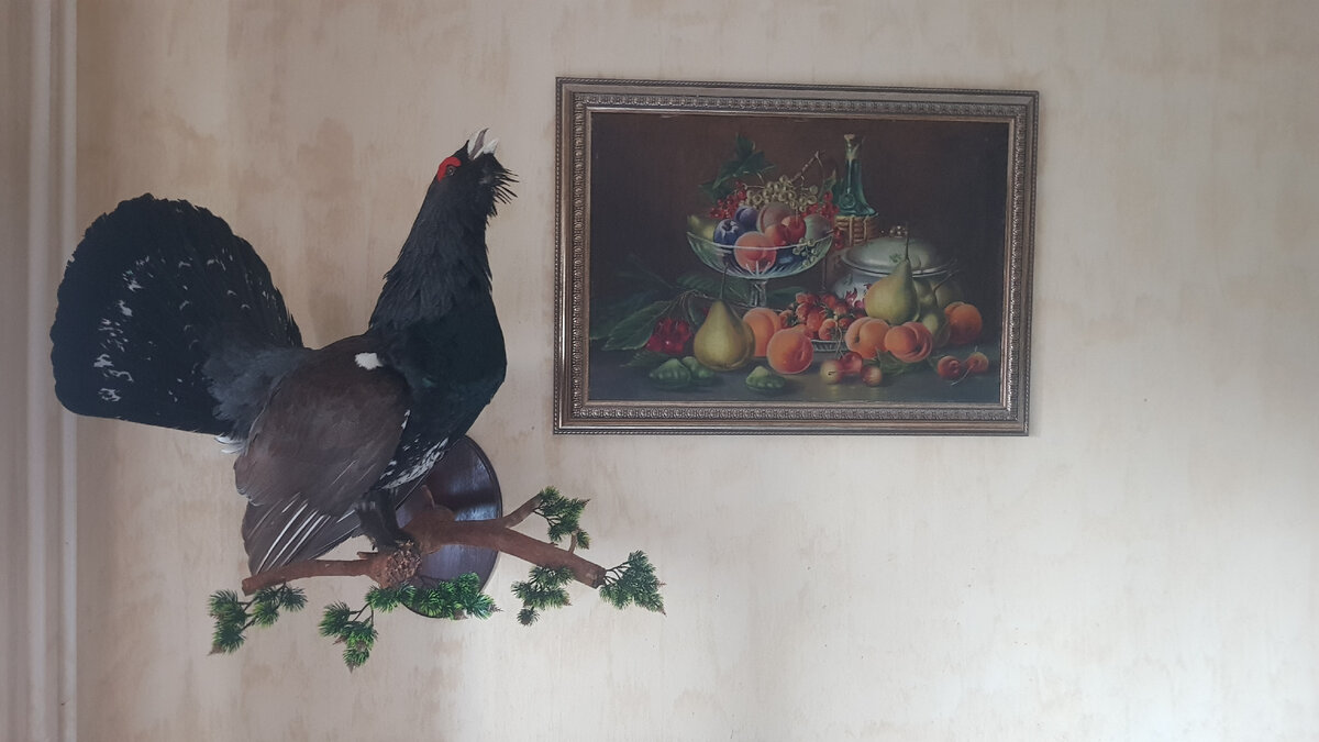 Мой трофейный глухарь
