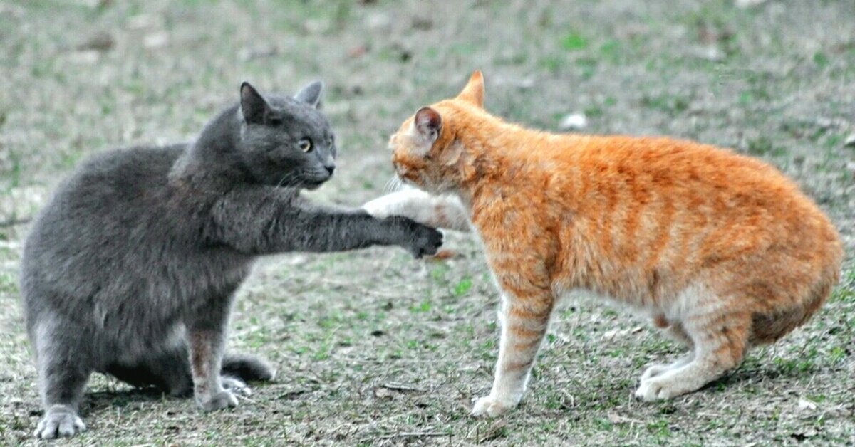 Мошенник Кот Рыжик со своей жертвой