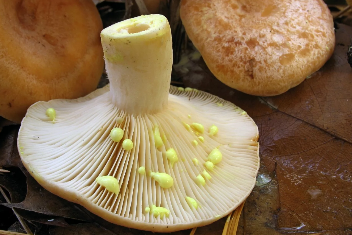 Как солить желтые грузди. Груздь золотисто-желтый (Lactarius chrysorrheus). Груздь золотисто-желтый (млечник золотистый). Пластинчатые грибы грузди. Груздь жёлтый Lactarius scrobiculatus.