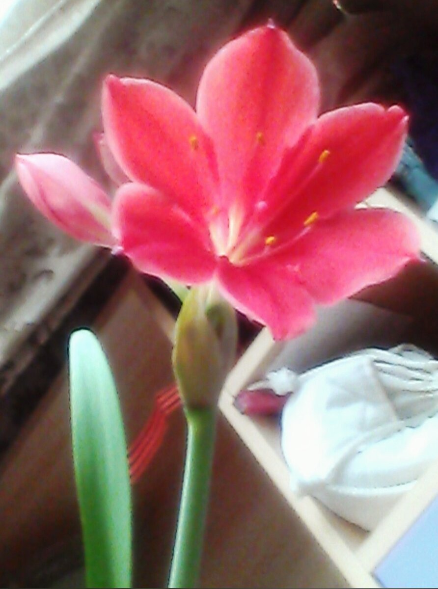 фото автора. Вот такой цветок у меня цветёт, каждый раз когда с ним разговариваю, говорю ему теплые ласковые слова и он мне дарит в ответ свою красоту.